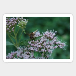 Bee On Water Hemp Magnet